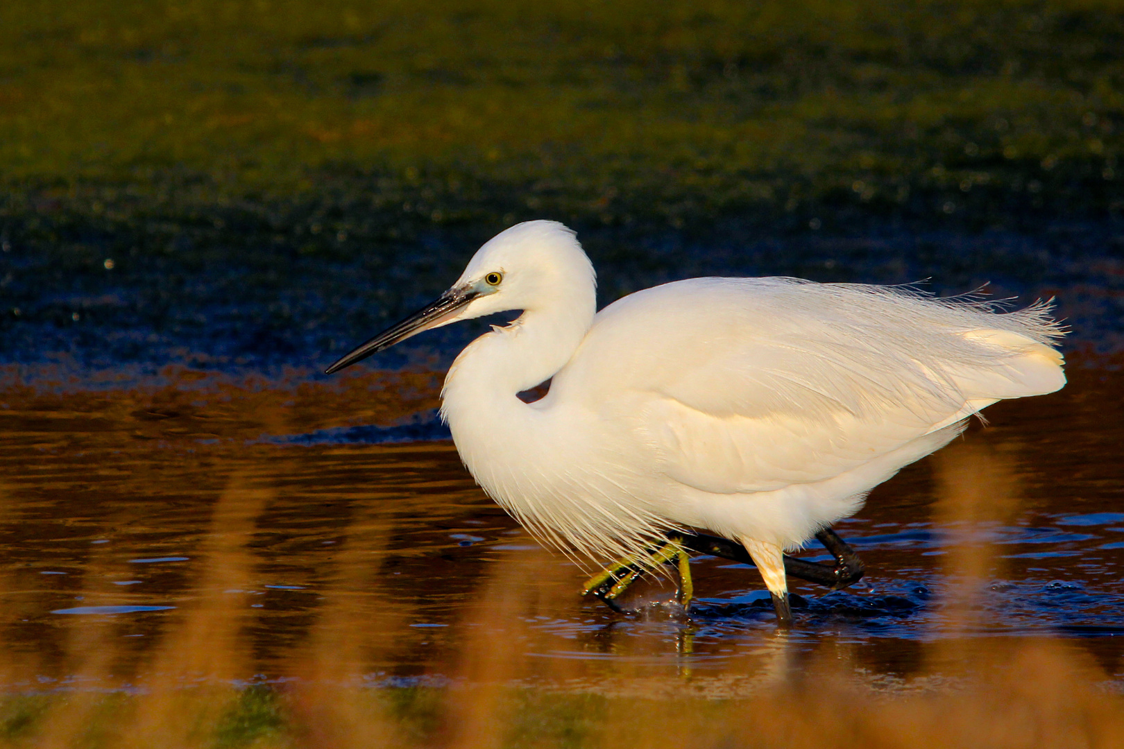 La marche de l'aigrette