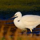 La marche de l'aigrette