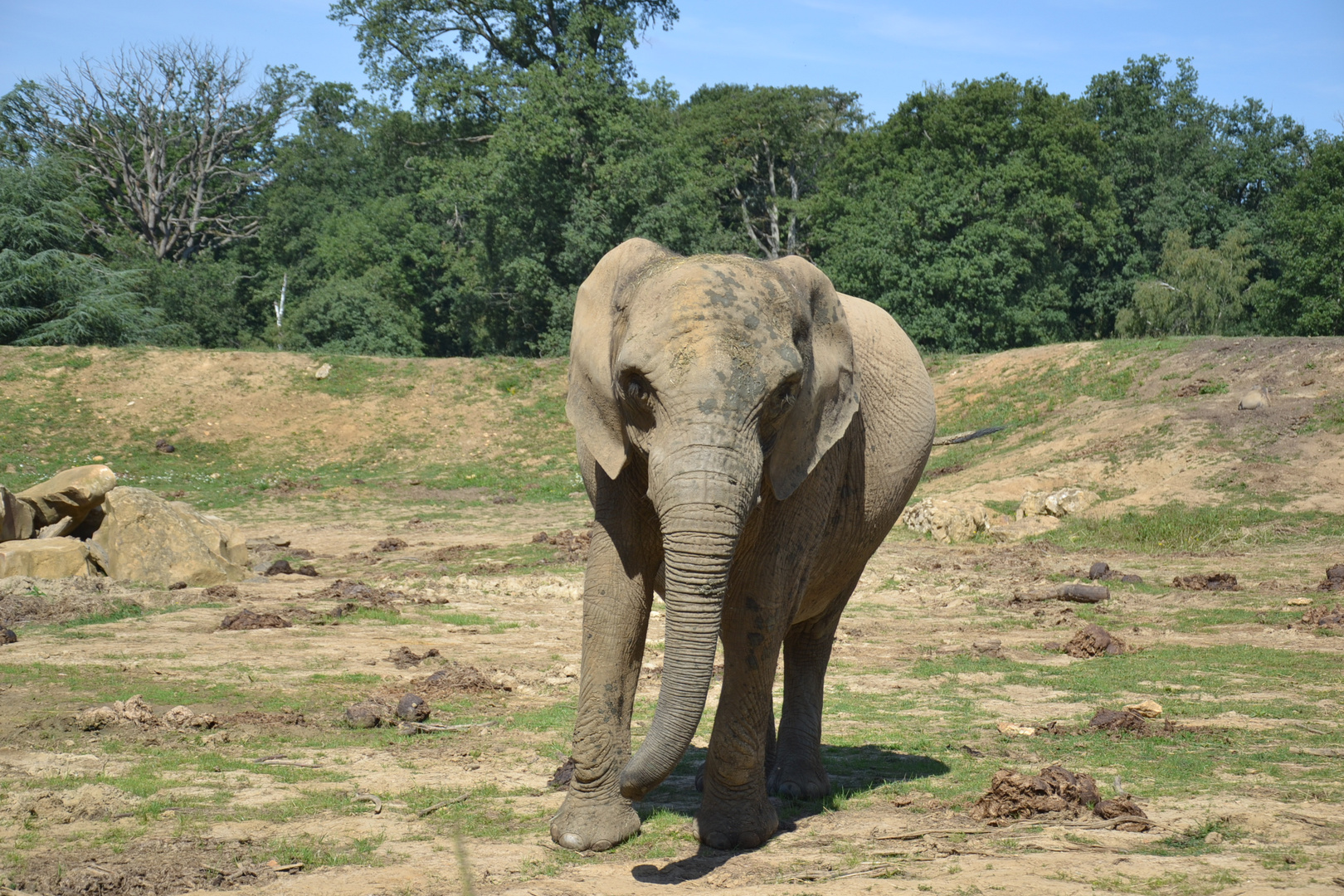 La Marche de l'éléphant