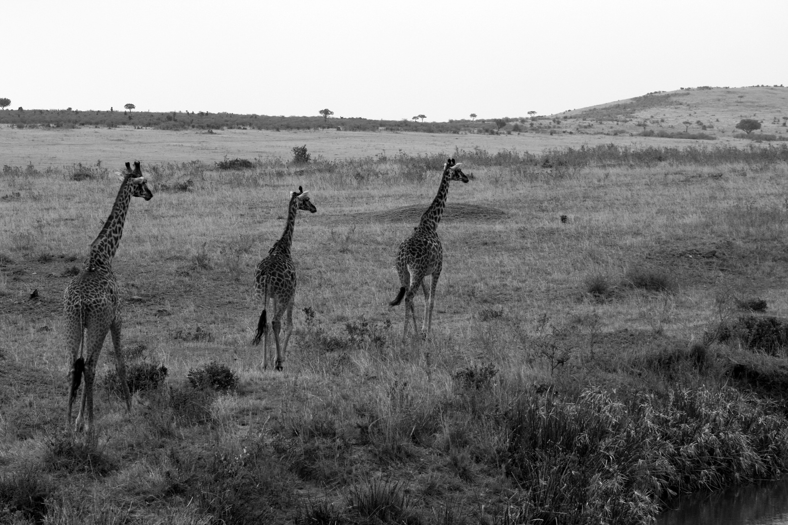 la marche des giraffes