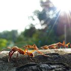 La marche des légionnaires