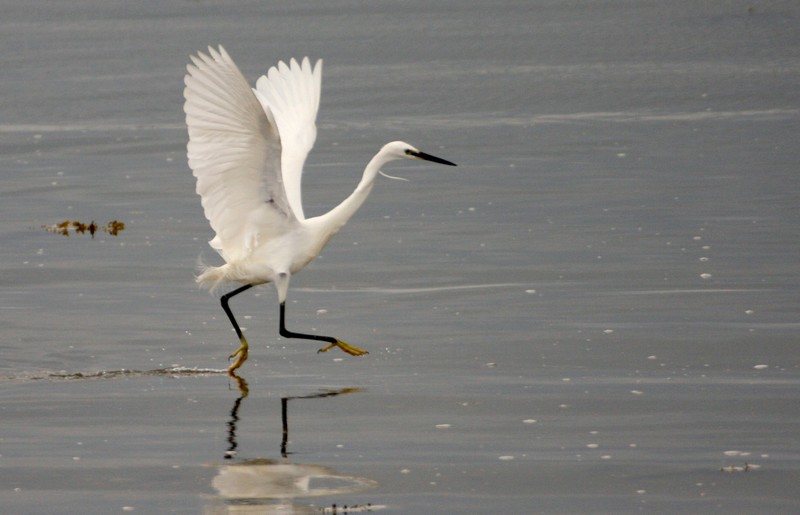 la marche sur l'eau