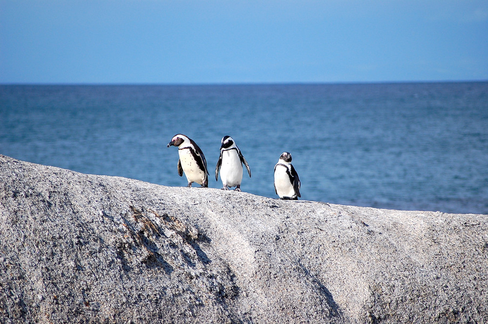 La marcia dei pinguini