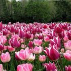 la marcia dei tulipani