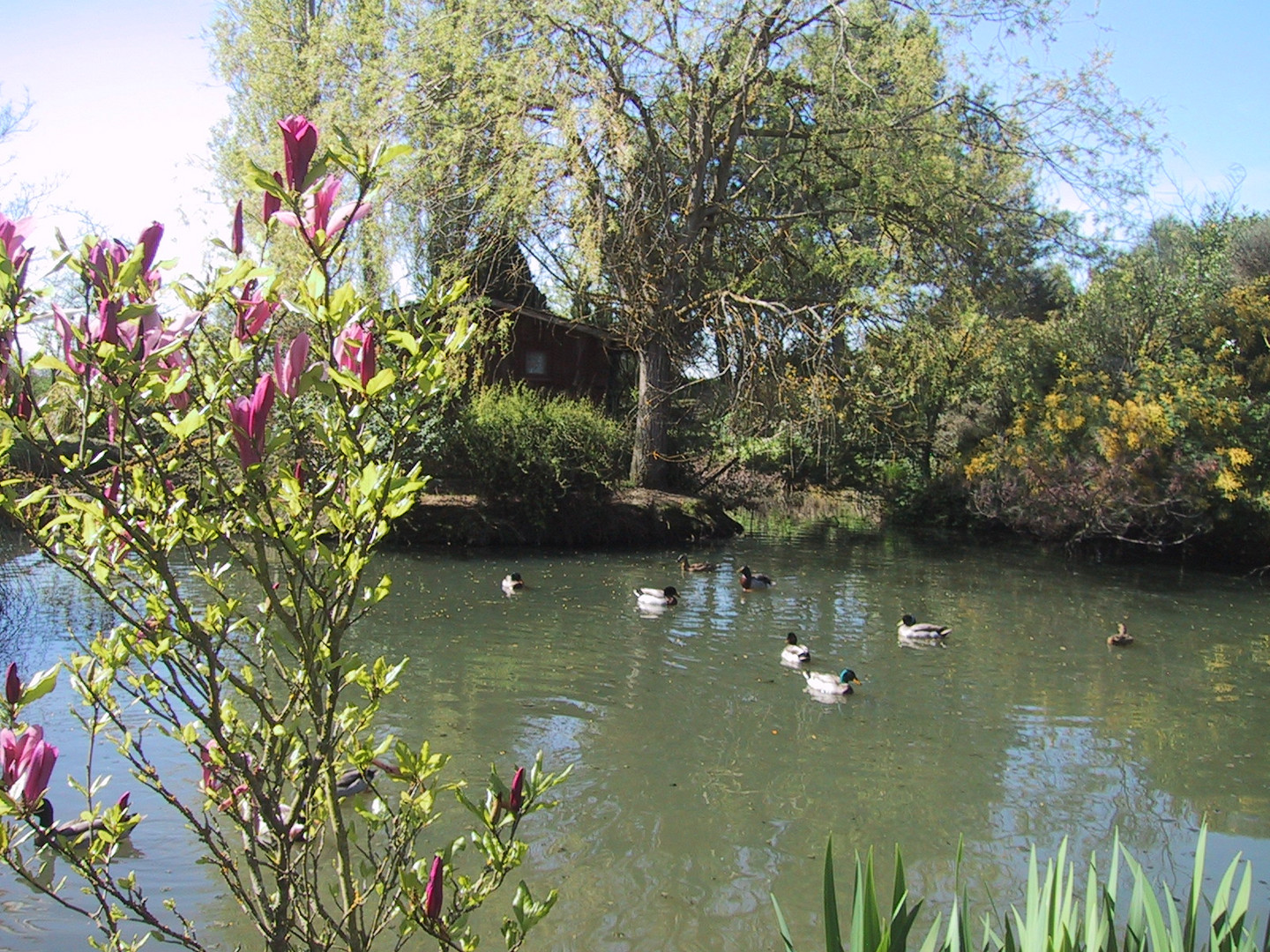 la mare aux canards