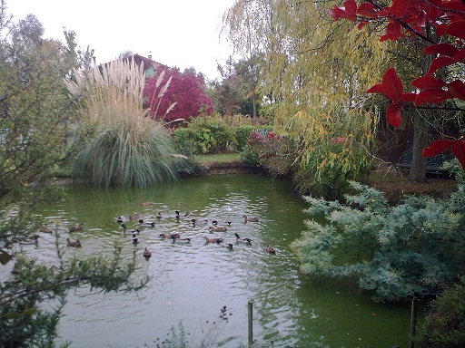 la mare aux canards