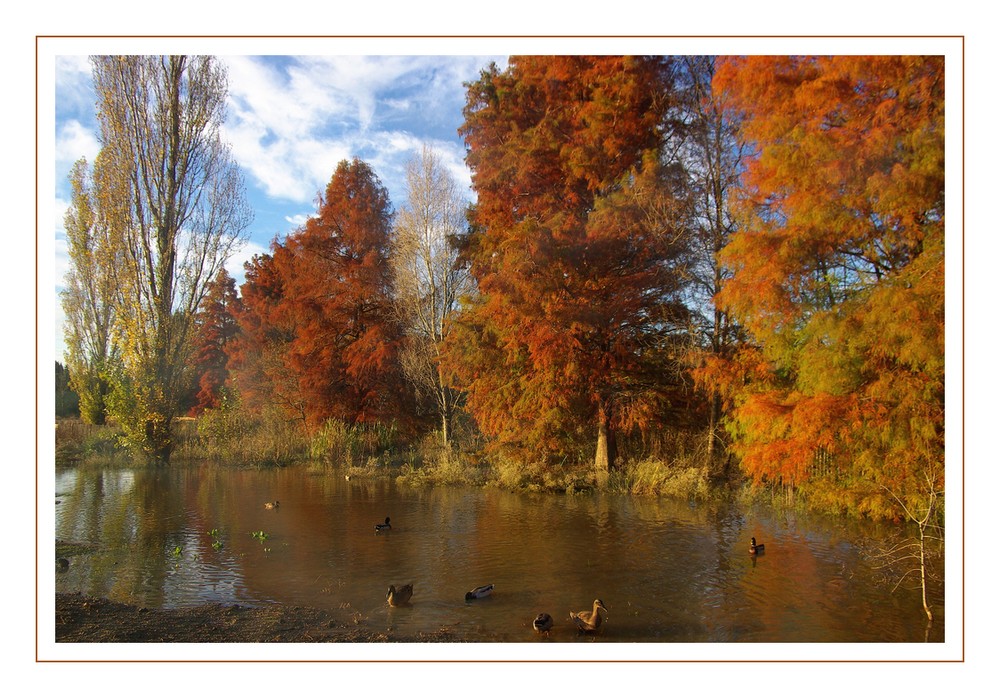 la mare aux canards