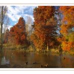 la mare aux canards