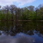 la mare aux canes  