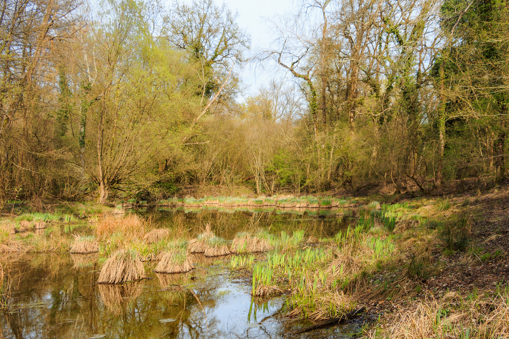 La mare aux grenouilles