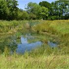 la mare aux grenouilles