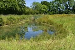 la mare aux grenouilles