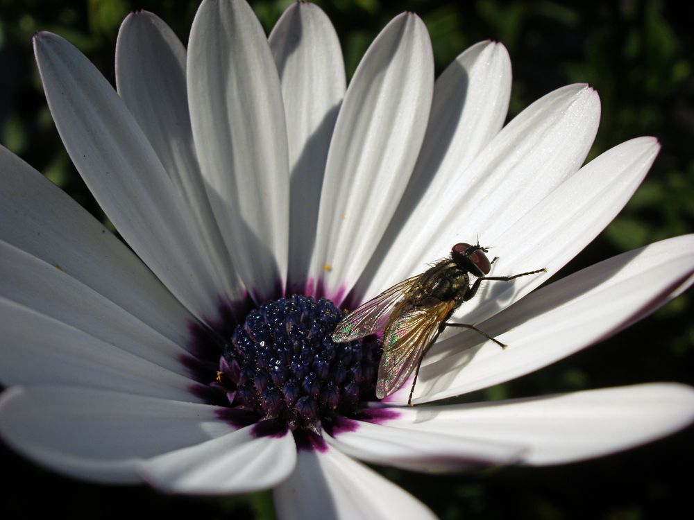 LA MARGARITA Y LA MOSCA de rosa martin sastre 