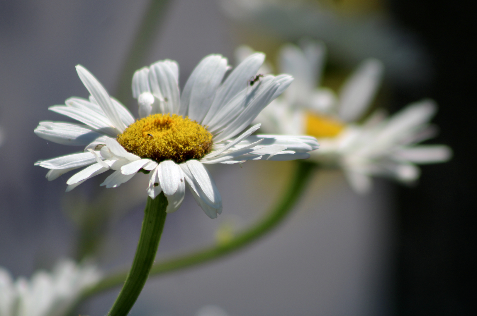 ... la Margarite !!!...