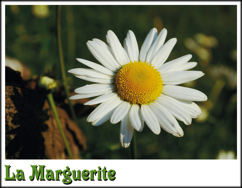La Marguerite