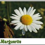 La Marguerite