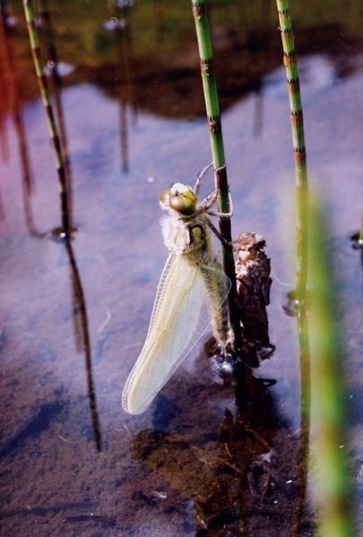 La mariée de Pyrénéenne 