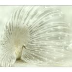la mariée était en blanc!!!