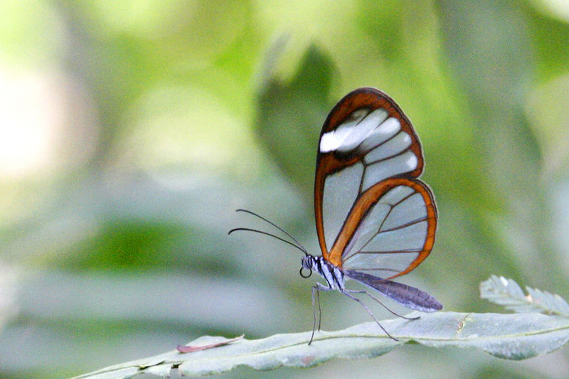 la mariposa