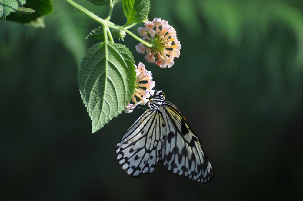 la mariposa