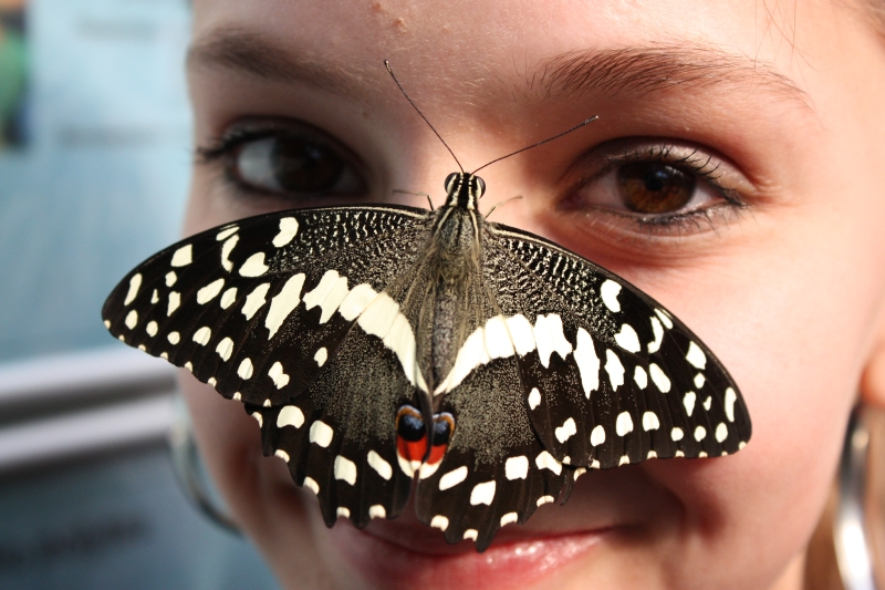 la mariposa