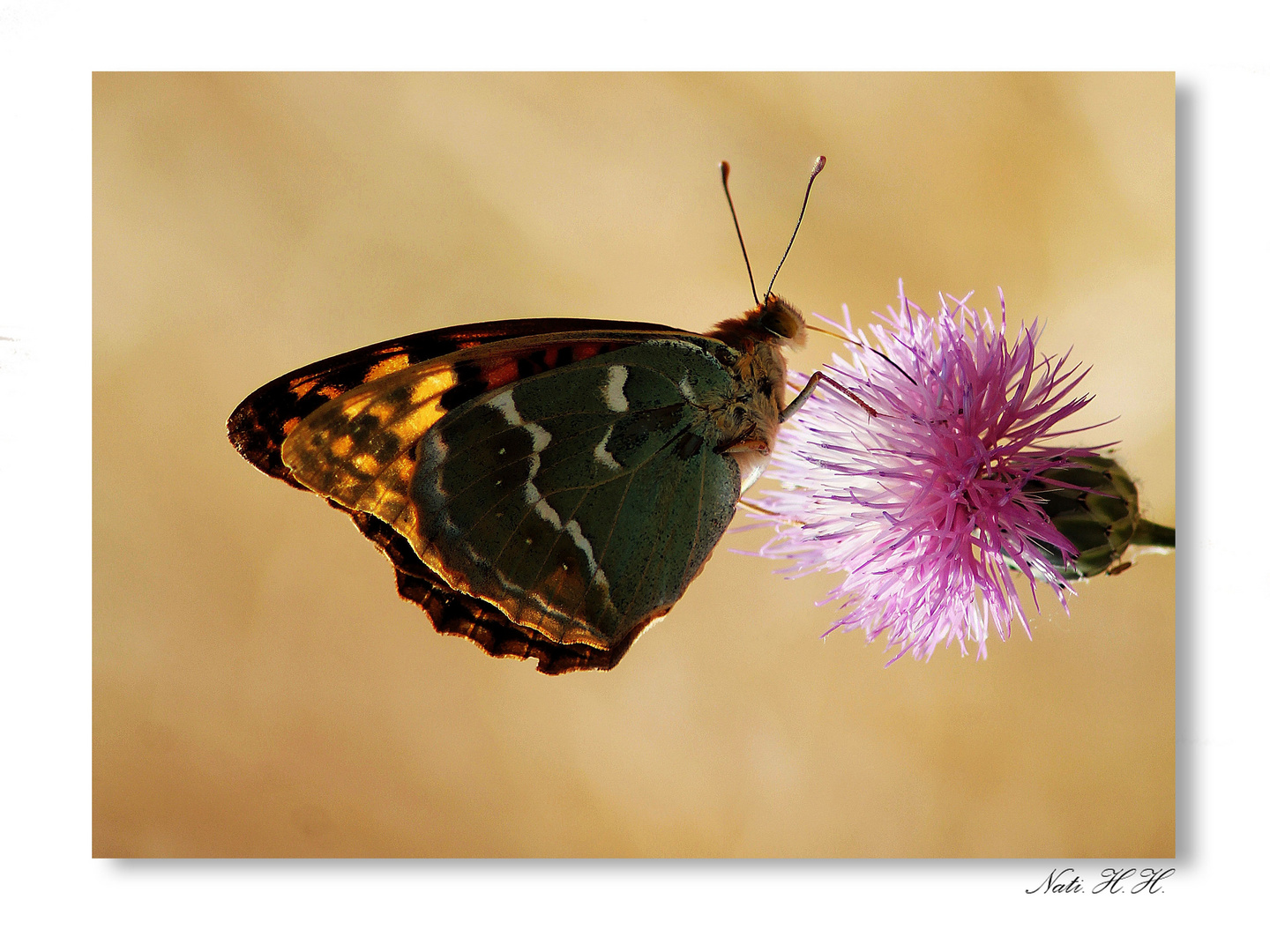 la mariposa.