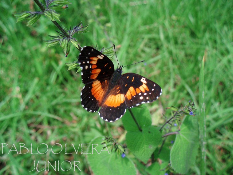 LA MARIPOSA