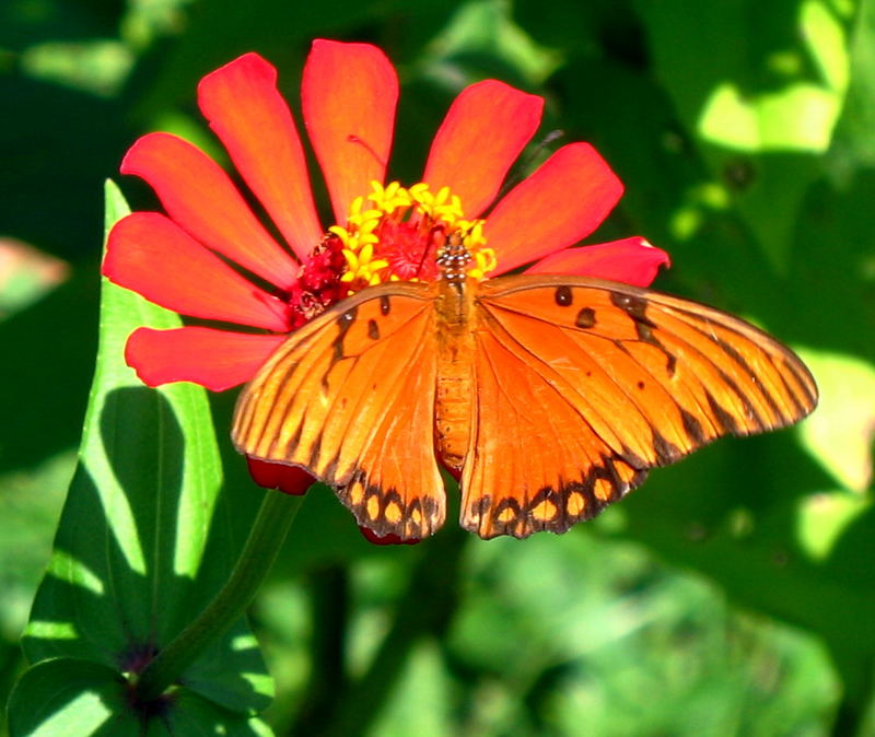 LA MARIPOSA