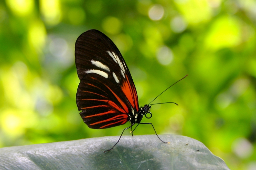 La Mariposa