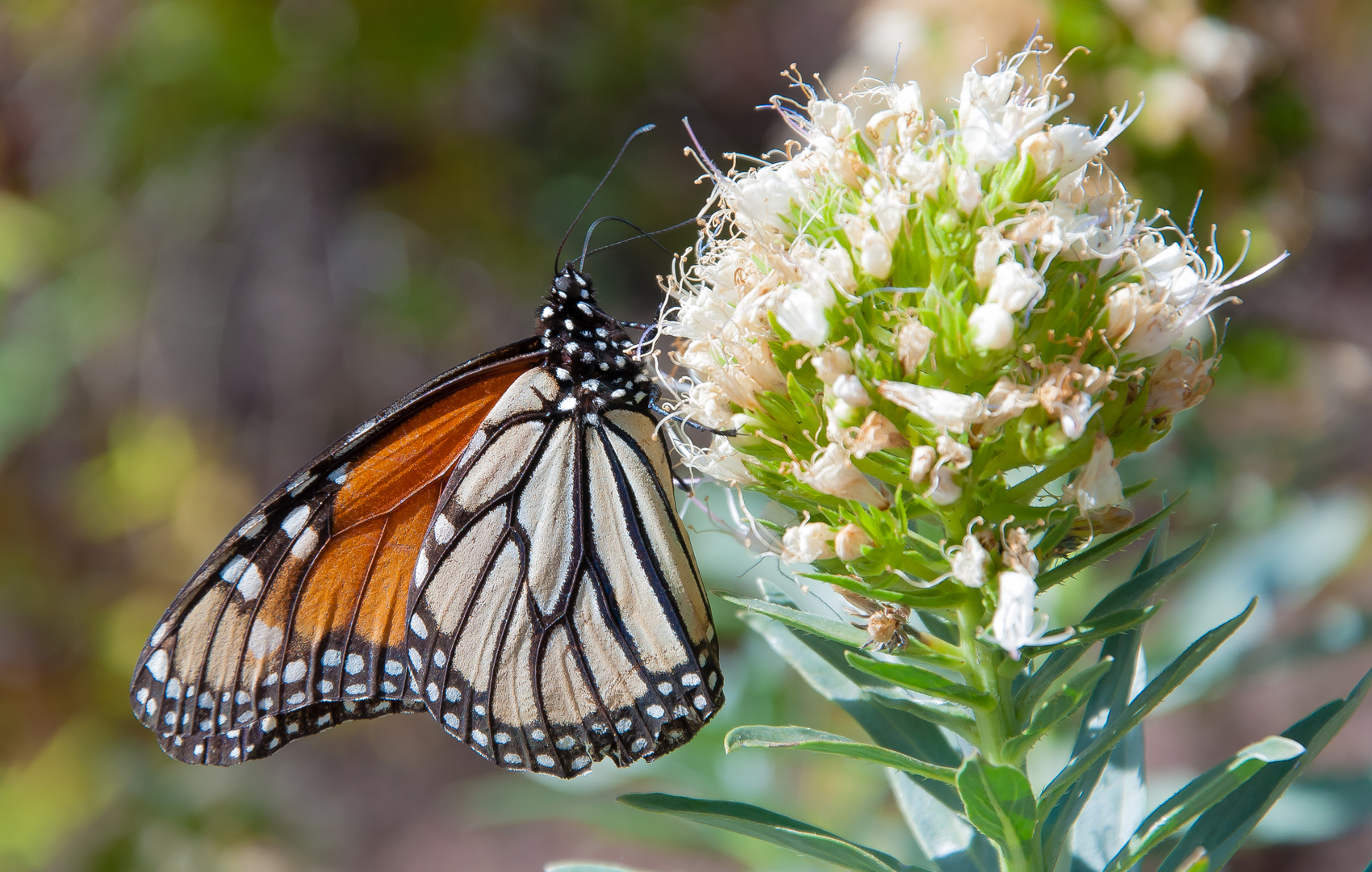  LA MARIPOSA MONARCA TIPICA DE LA ISLA DE LA PALMA