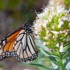  LA MARIPOSA MONARCA TIPICA DE LA ISLA DE LA PALMA