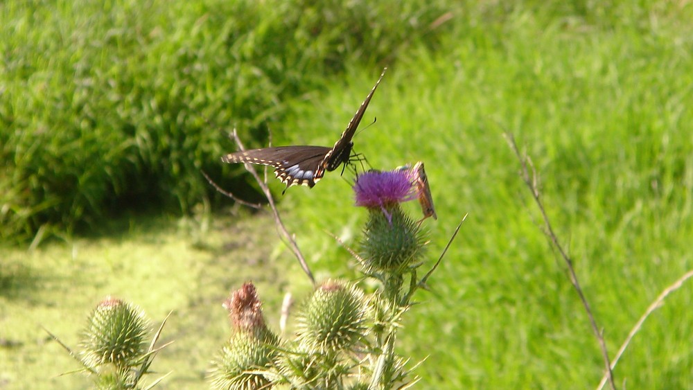 La Mariposa y El Saltamontes