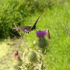 La Mariposa y El Saltamontes