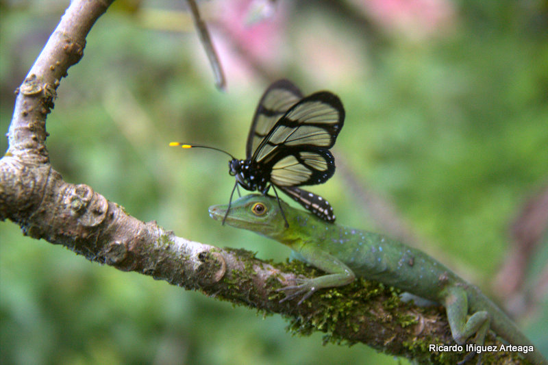 La mariposa y la Lagartija