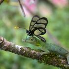 La mariposa y la Lagartija