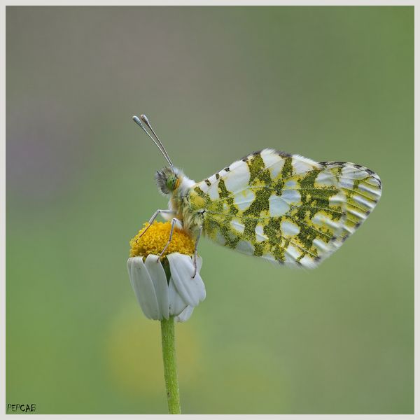 La mariposa y la margarita II_