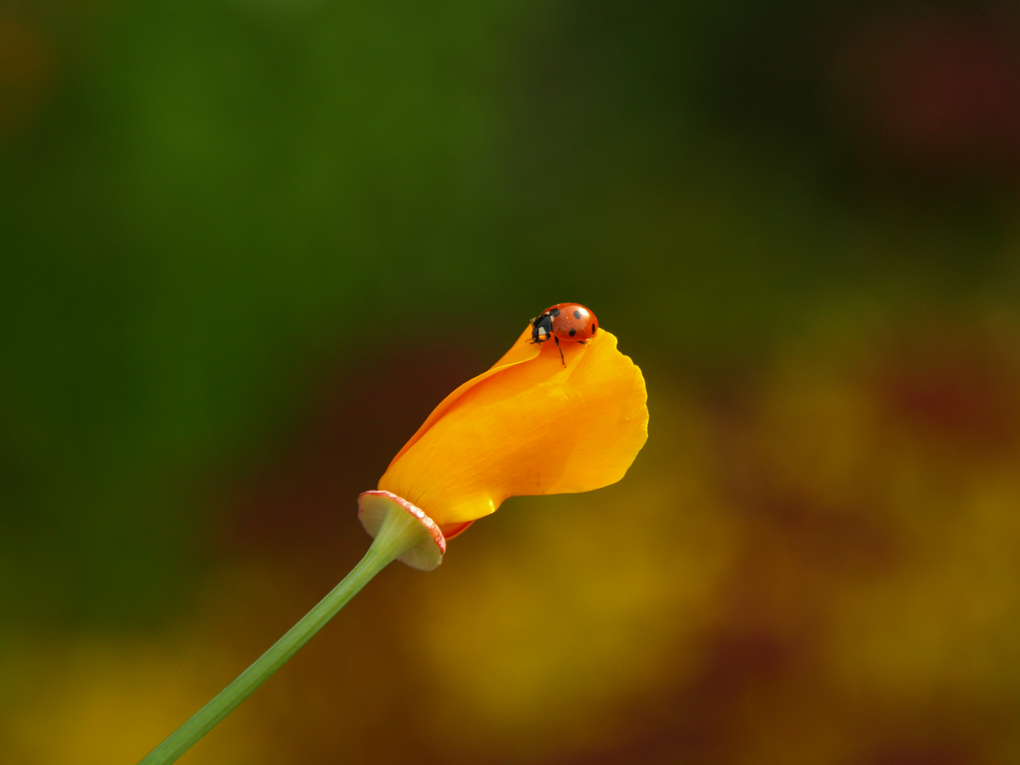 LA MARIQUITA EN FLOR