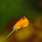 LA MARIQUITA EN FLOR