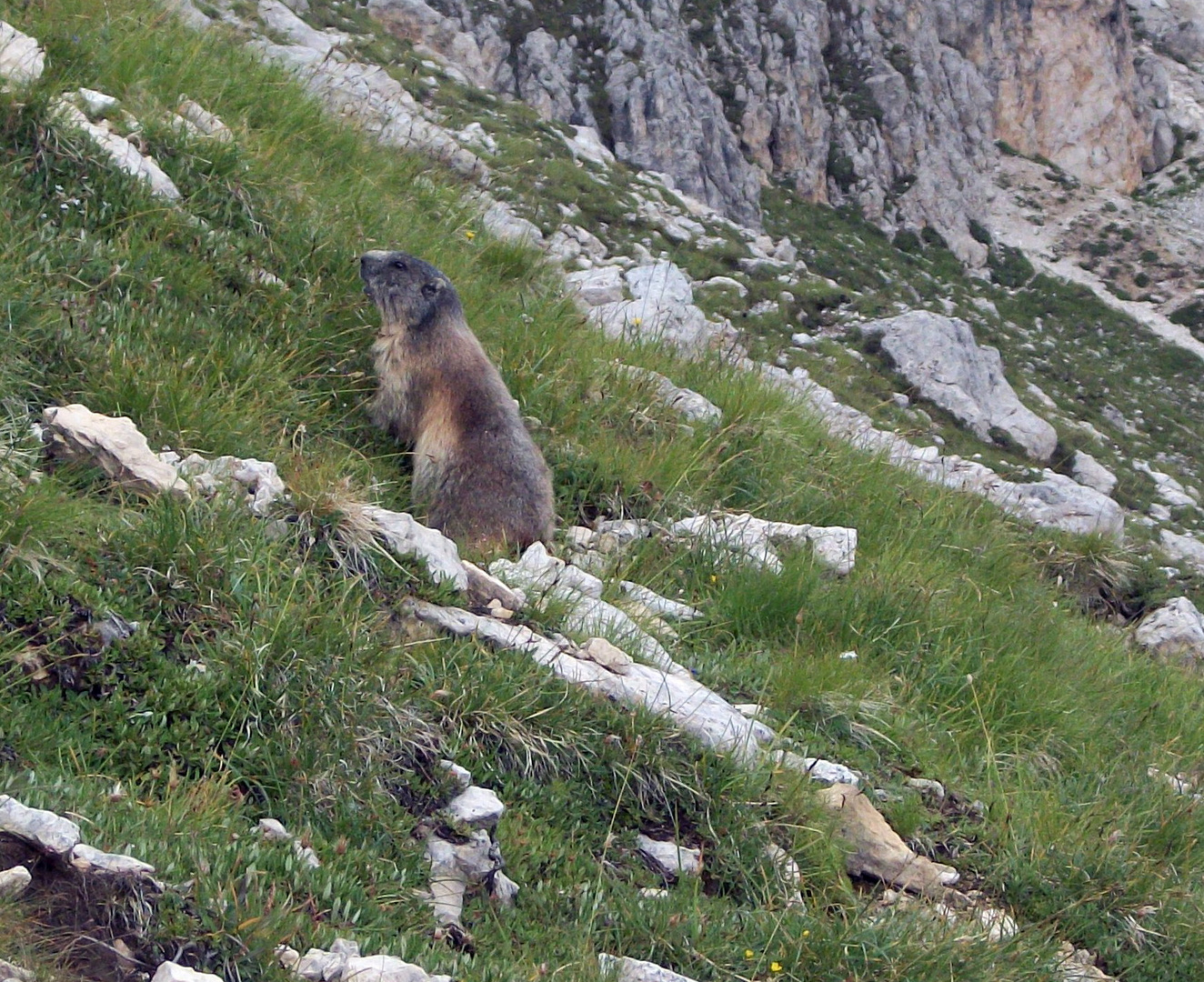 La marmotta