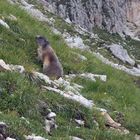 La marmotta