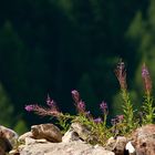 La marmotta degli epilobi