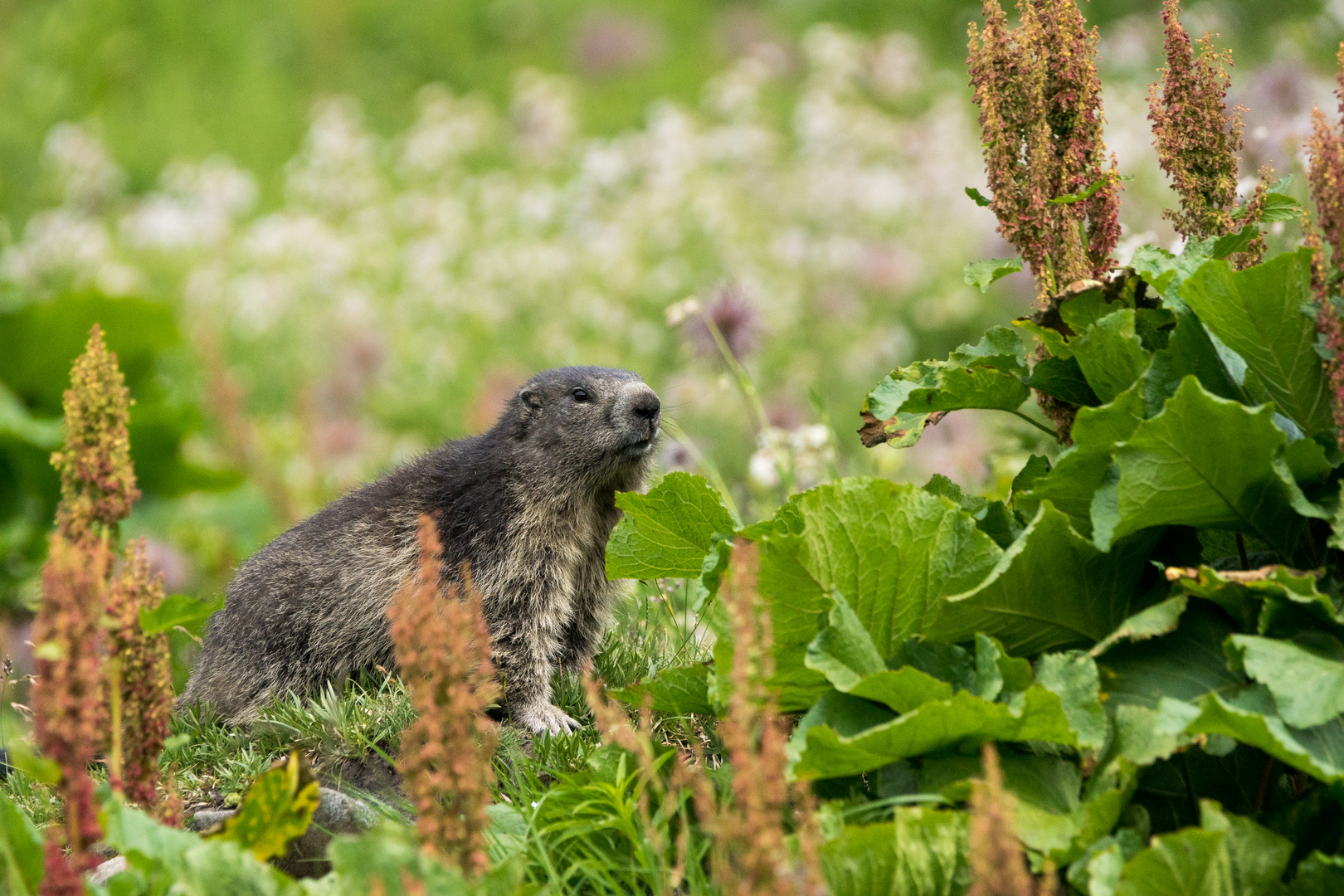 La marmotta dei fiori