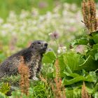 La marmotta dei fiori