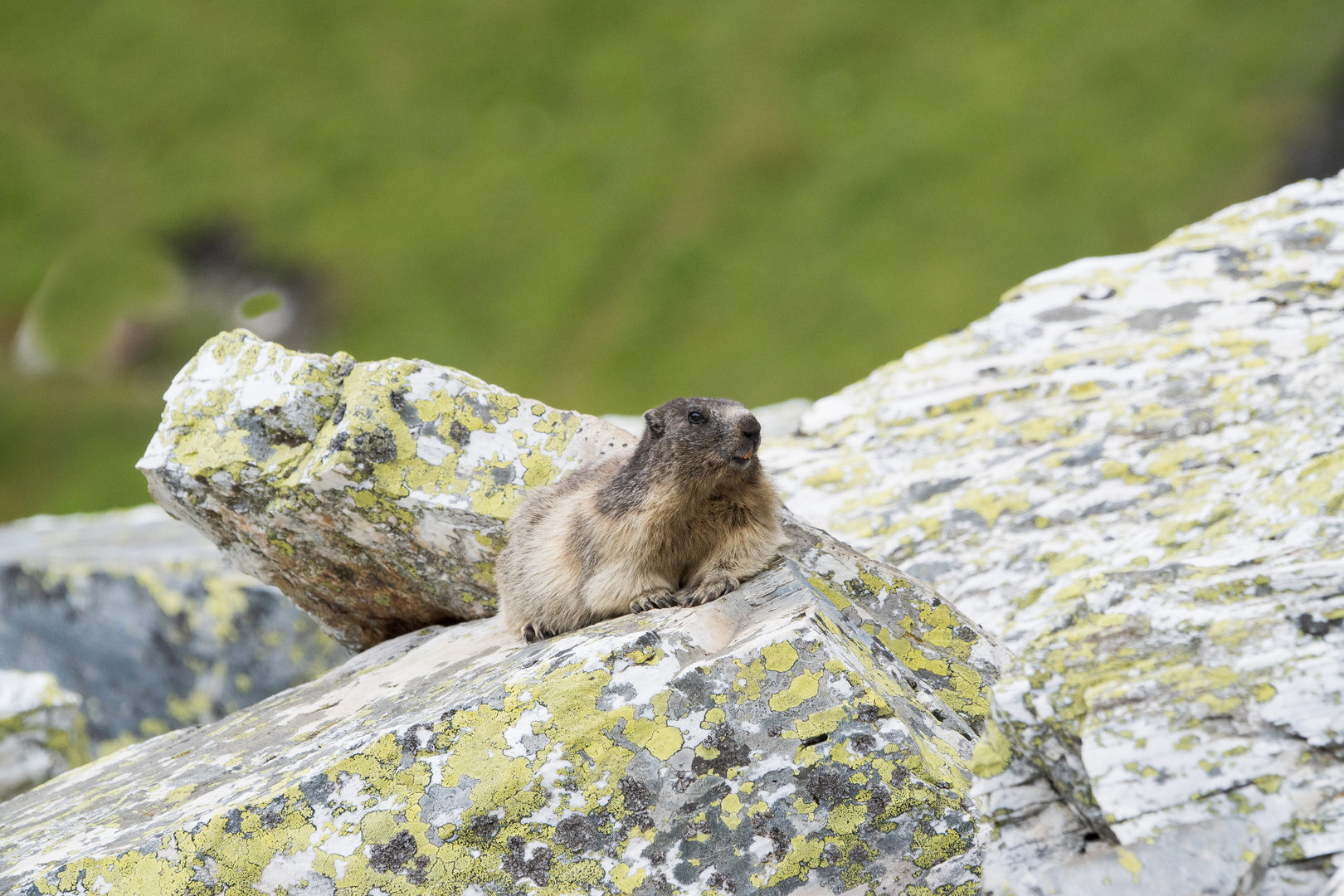 La marmotta dei licheni