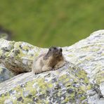 La marmotta dei licheni