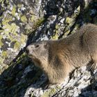 La marmotta dei quarzi