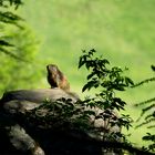 La marmotta del bosco