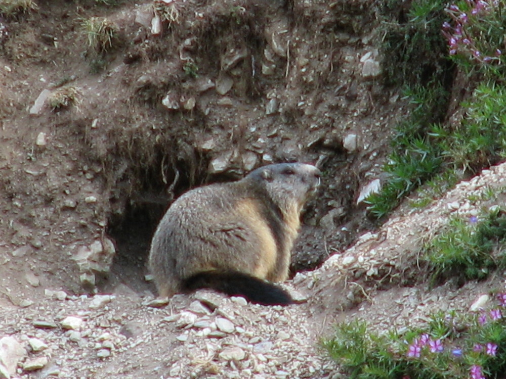 La marmotta si ritira