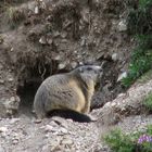 La marmotta si ritira