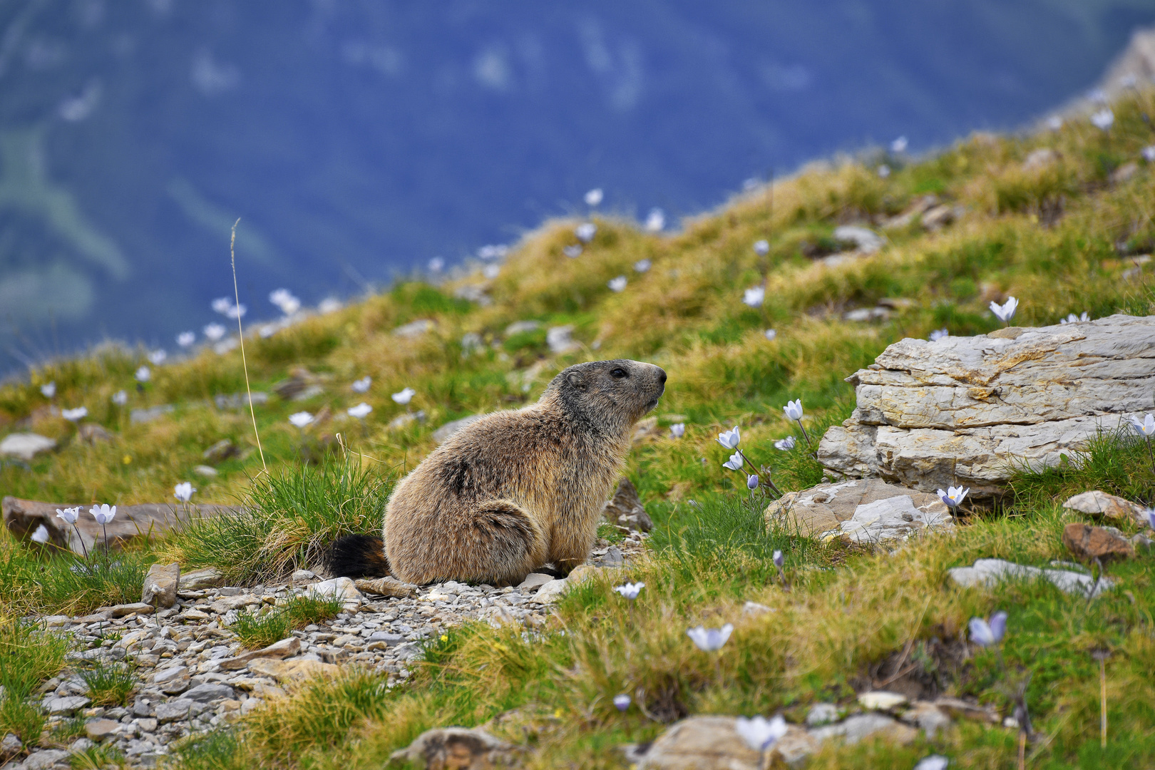 LA MARMOTTE